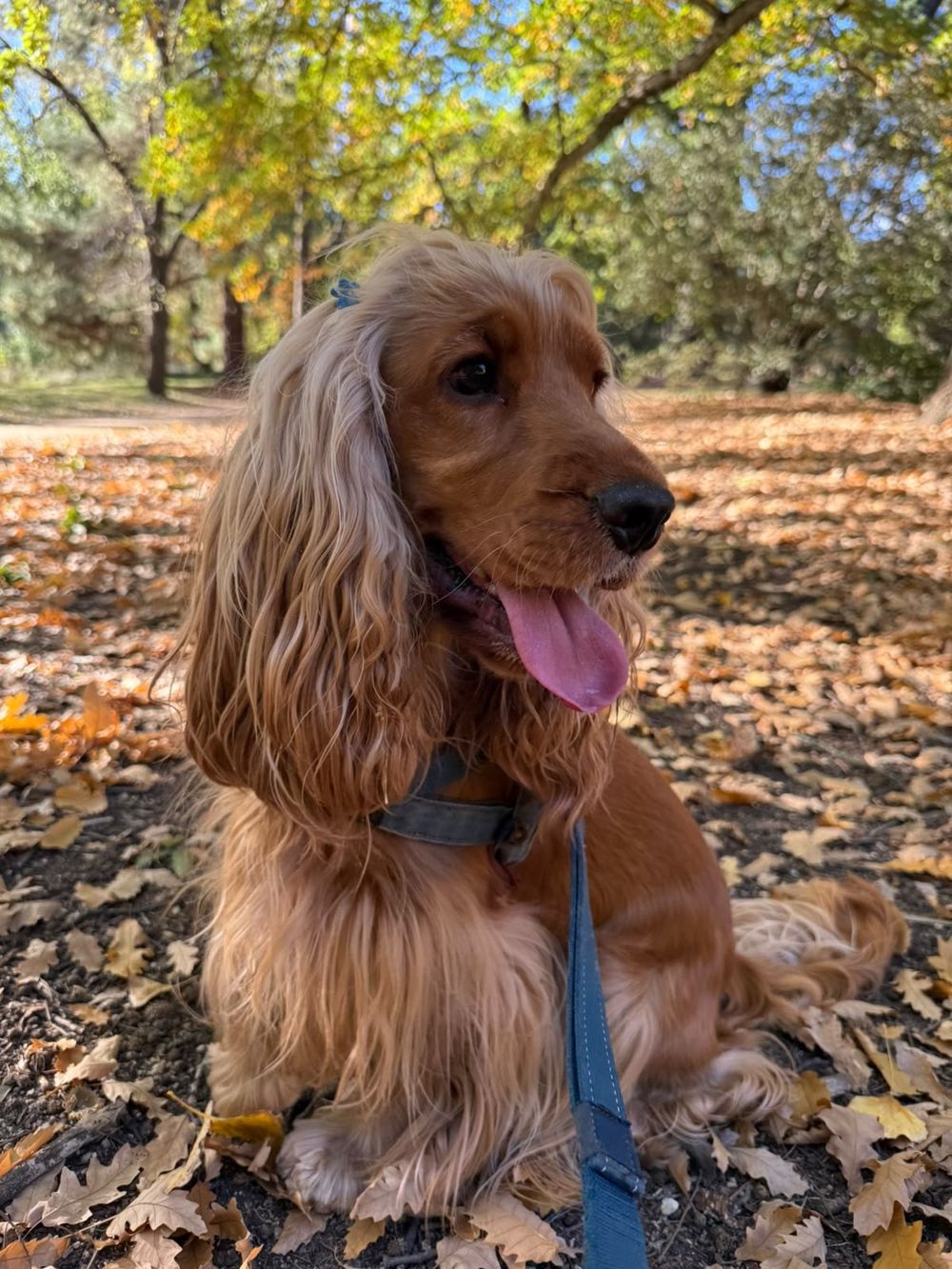 A golden cocker spaniel sitting among autumn leaves with its tongue out
