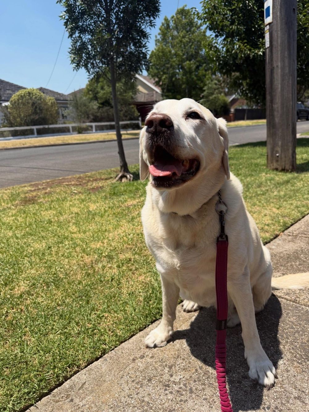 A cream Labrador sitting on a footpath on a sunny day, looking up happily