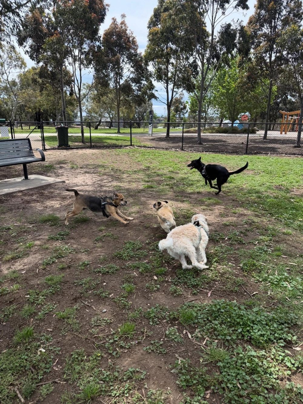 Four dogs racing around the off-lead park