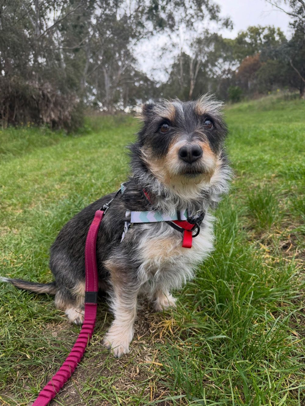 A scruffy small terrier-type dog sitting on grass on a pink lead