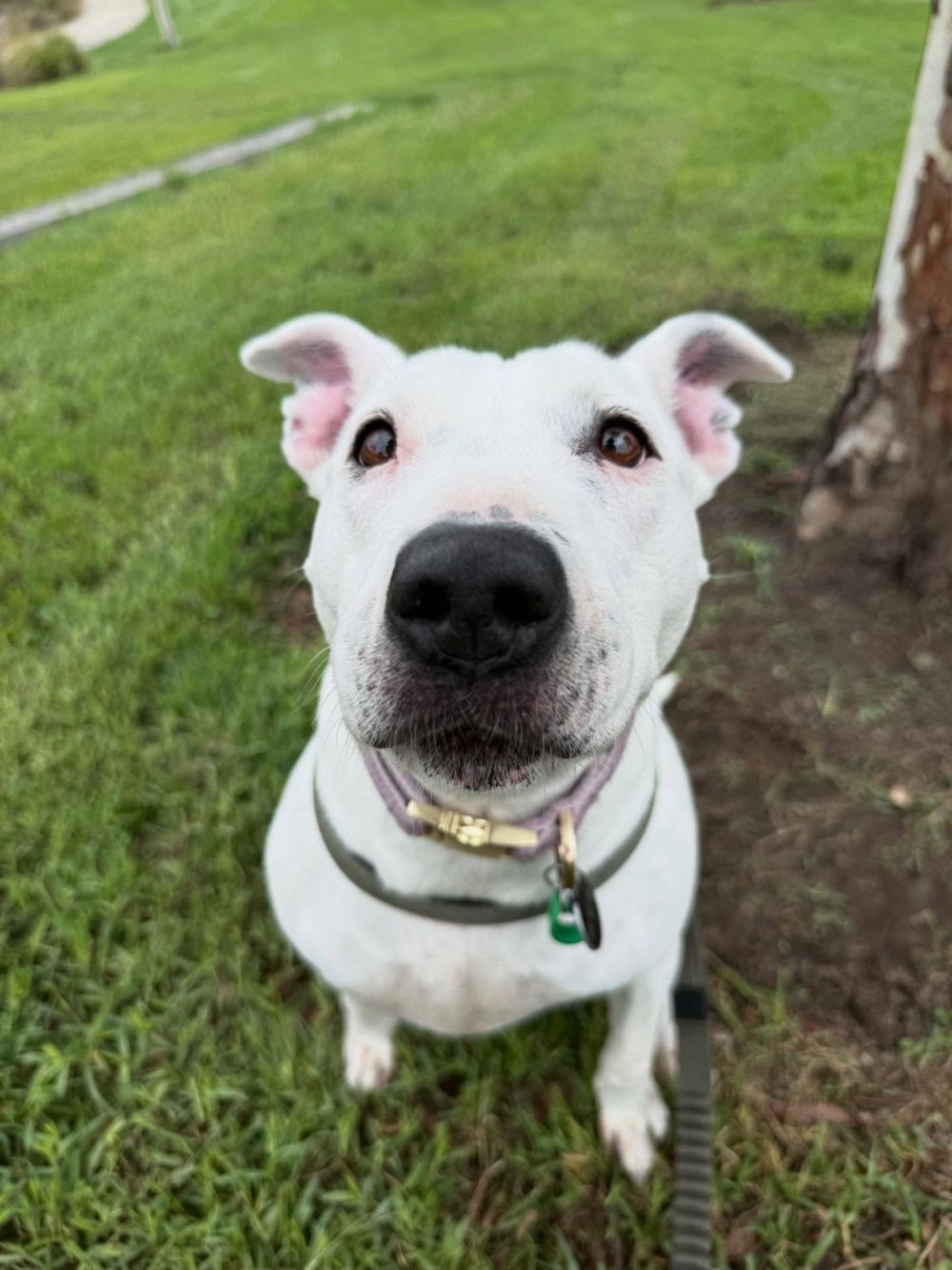 A white dog sitting on the grass looking straight at the camera
